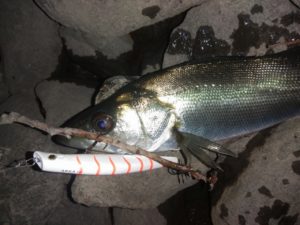 近くの釣具屋にエリア10の釣れるカラーが無いのが問題 牧野的エリア10の使い方 Stoix ギジエラボ