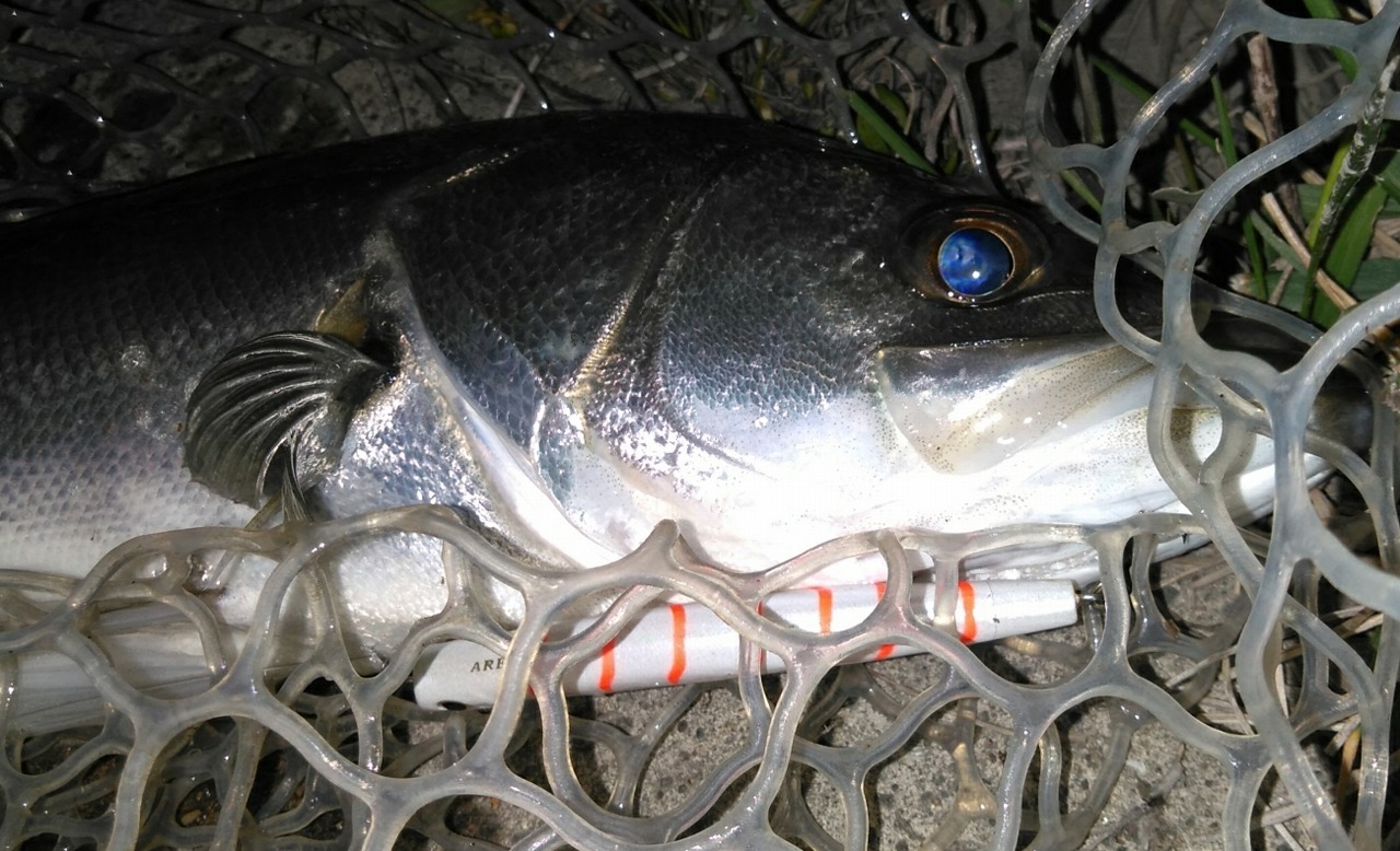 近くの釣具屋にエリア10の釣れるカラーが無いのが問題 牧野的エリア10の使い方 Stoix ギジエラボ